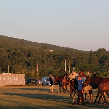 POLO PONIES 2